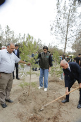 Şirvan şəhərində 27 sentyabr - Anım Günü münasibətilə ağacəkmə aksiyası keçirilib.