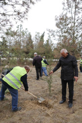 Şirvanda ağacəkmə aksiyası keçirilib.