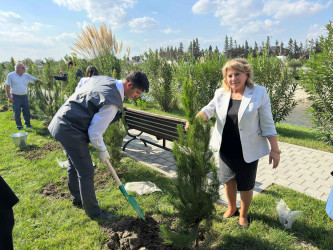 Şirvanda Anım Gününə həsr olunmuş ağacəkmə aksiyası keçirilib