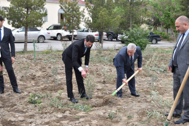 Şirvanda Ümummili lider Heydər Əliyevin anadan olmasının 100 illiyinə həsr olunmuş növbəti ağacəkmə aksiyası keçirilib.