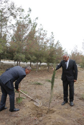 Şirvanda ağacəkmə aksiyası keçirilib.