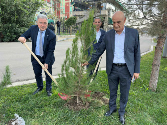 Şirvanda Anım Gününə həsr olunmuş ağacəkmə aksiyası keçirilib