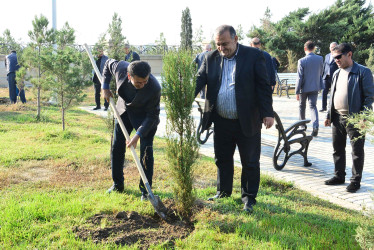 Şirvanda Dövlət Bayrağı Günü münasibətilə ağacəkmə aksiyası keçirilib.