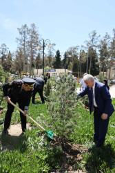 Şirvanda Ulu Öndər Heydər Əliyevin anadan olmasının 102-ci ildönümü münasibətilə ağacəkmə aksiyası keçirilib.