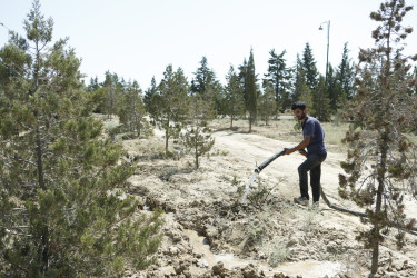 Şirvanda yaşıllıqların suvarılması işləri davam etdirilir.