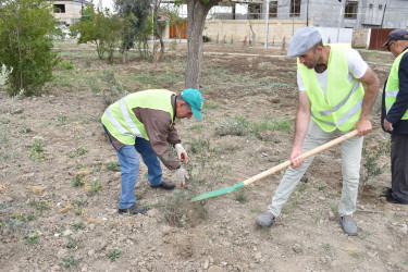 Şirvanda Ümummili lider Heydər Əliyevin anadan olmasının 100 illiyinə həsr olunmuş növbəti ağacəkmə aksiyası keçirilib.