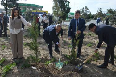 Şirvan şəhərində Ümummilli lider, Ulu Öndər Heydər Əliyevin anadan olmasının 102-ci ildönümü münasibətilə növbəti ağacəkmə aksiyası keçirilib.