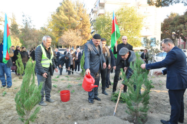 Şirvanda Yeni Azərbaycan Partiyasının təsis edilməsinin 32 illiyinə həsr olunmuş ağacəkmə aksiyası keçirilib.