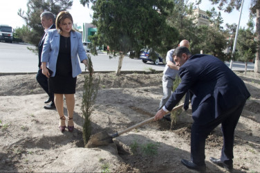 Şirvan şəhərində Ümummilli lider, Ulu Öndər Heydər Əliyevin anadan olmasının 102-ci ildönümü münasibətilə növbəti ağacəkmə aksiyası keçirilib.