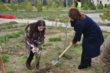 Şirvanda Xocalı soyqırımı qurbanlarının xatirəsinə həsr olunmuş ağacəkmə aksiyası keçirilib.