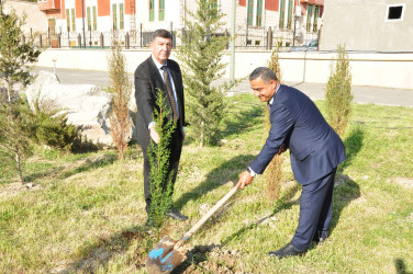 Şirvanda Ulu Öndər Heydər Əliyevin anadan olmasının 103 illiyinə həsr olunmuş ağacəkmə aksiyası keçirilib.