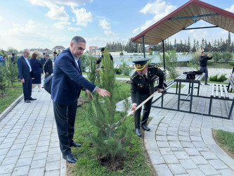 Şirvanda Anım Gününə həsr olunmuş ağacəkmə aksiyası keçirilib