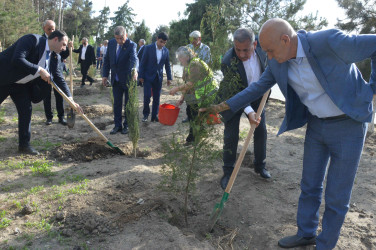 Şirvan şəhərində Ümummilli lider, Ulu Öndər Heydər Əliyevin anadan olmasının 102-ci ildönümü münasibətilə növbəti ağacəkmə aksiyası keçirilib.