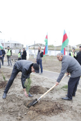 Yeni Azərbaycan Partiyasının təsis edilməsinin 31 illik yubileyi ilə bağlı Şirvanda ağacəkmə aksiyası keçirilib.