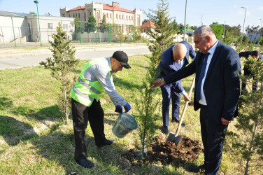 Şirvanda Ulu Öndər Heydər Əliyevin anadan olmasının 103 illiyinə həsr olunmuş ağacəkmə aksiyası keçirilib.