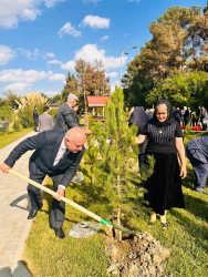 Şirvanda Anım Gününə həsr olunmuş ağacəkmə aksiyası keçirilib