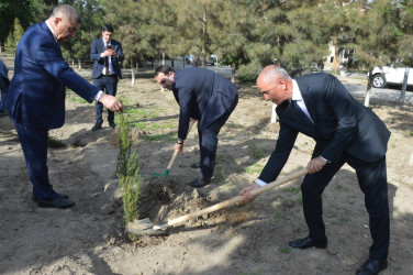 Şirvan şəhərində Ümummilli lider, Ulu Öndər Heydər Əliyevin anadan olmasının 102-ci ildönümü münasibətilə növbəti ağacəkmə aksiyası keçirilib.