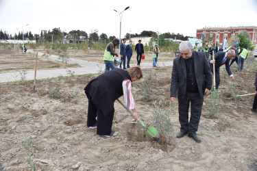 Şirvanda Ümummili lider Heydər Əliyevin anadan olmasının 100 illiyinə həsr olunmuş növbəti ağacəkmə aksiyası keçirilib.