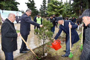 Şirvanda “Heydər Əliyev İli” çərçivəsində ümumşəhər ağacəkmə aksiyası keçirilib.