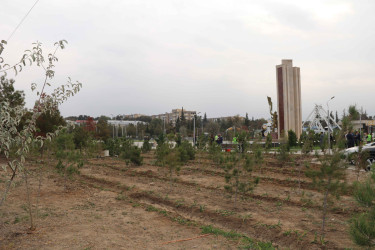 Şirvanda Zəfər Günü münasibətilə ağacəkmə aksiyası keçirilib.