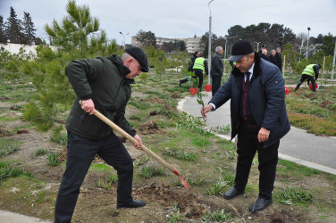 Şirvanda Xocalı soyqırımı qurbanlarının xatirəsinə həsr olunmuş ağacəkmə aksiyası keçirilib.