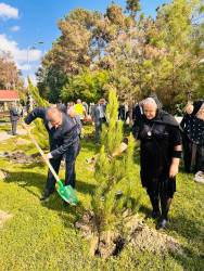 Şirvanda Anım Gününə həsr olunmuş ağacəkmə aksiyası keçirilib