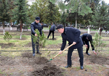 Şirvanda “Heydər Əliyev İli” çərçivəsində ümumşəhər ağacəkmə aksiyası keçirilib.