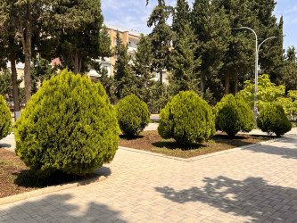 Şirvan şəhərində növbəti iməcilik təşkil olunub.