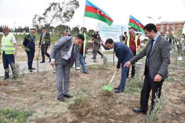 Şirvanda Ümummili lider Heydər Əliyevin anadan olmasının 100 illiyinə həsr olunmuş növbəti ağacəkmə aksiyası keçirilib.