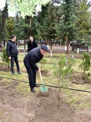 Şirvanda “Heydər Əliyev İli” çərçivəsində ümumşəhər ağacəkmə aksiyası keçirilib.