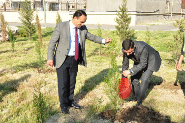 Şirvanda Ulu Öndər Heydər Əliyevin anadan olmasının 103 illiyinə həsr olunmuş ağacəkmə aksiyası keçirilib.