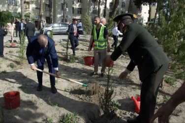 Şirvan şəhərində Ümummilli lider, Ulu Öndər Heydər Əliyevin anadan olmasının 102-ci ildönümü münasibətilə növbəti ağacəkmə aksiyası keçirilib.