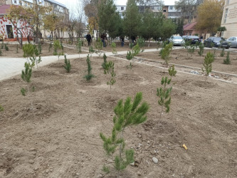 Şirvan şəhərində “Bizim həyət” layihəsi çərçivəsində üçüncü məhəllə abadlaşır.