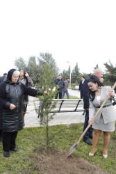 Şirvanda Dövlət Bayrağı Günü münasibətilə ağacəkmə aksiyası keçirilib.