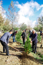 Şirvanda ağacəkmə aksiyası keçirilib.