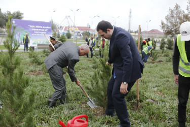 Şirvanda 18 oktyabr - Müstəqilliyin Bərpası Günü münasibətilə ağacəkmə aksiyası keçirilib.