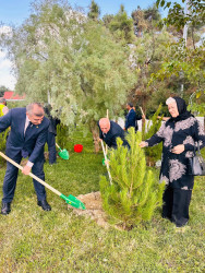 Şirvanda Anım Gününə həsr olunmuş ağacəkmə aksiyası keçirilib