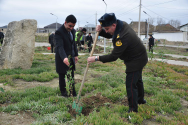 Şirvanda Xocalı soyqırımı qurbanlarının xatirəsinə həsr olunmuş ağacəkmə aksiyası keçirilib.