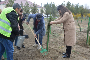 Şirvanda YAP-nın yaranmasının 30 illiyi ilə əlaqədar ağacəkmə aksiyası keçirilib.