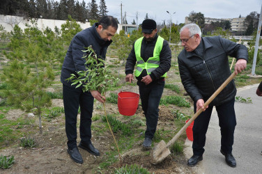 Şirvanda Xocalı soyqırımı qurbanlarının xatirəsinə həsr olunmuş ağacəkmə aksiyası keçirilib.