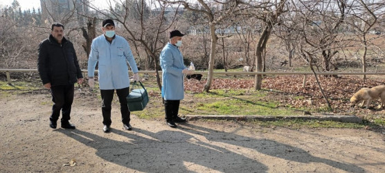 Şirvanda sahibsiz heyvanların peyvəndlənməsi başa çatıb.