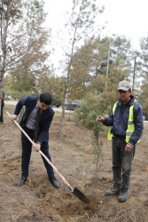 Şirvanda ağacəkmə aksiyası keçirilib.