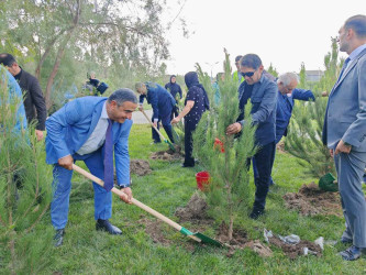 Şirvanda Anım Gününə həsr olunmuş ağacəkmə aksiyası keçirilib