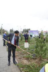 Şirvanda 18 oktyabr - Müstəqilliyin Bərpası Günü münasibətilə ağacəkmə aksiyası keçirilib.