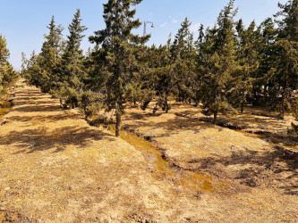 Şirvan şəhərində növbəti iməcilik təşkil olunub.