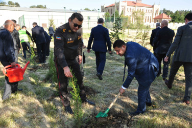 Şirvanda Ulu Öndər Heydər Əliyevin anadan olmasının 103 illiyinə həsr olunmuş ağacəkmə aksiyası keçirilib.