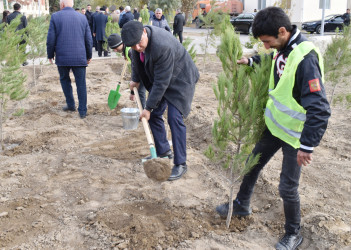 Şirvanda Zəfər günündə ağacəkmə aksiyası keçirilib.