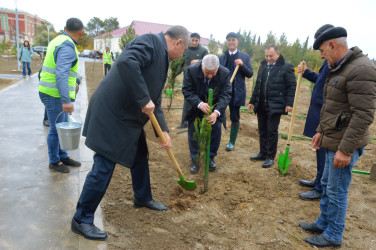 Şirvanda YAP-nın yaranmasının 30 illiyi ilə əlaqədar ağacəkmə aksiyası keçirilib.