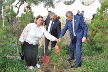 Şirvanda Müstəqilliyin Bərpası Günü qeyd edilib, ağacəkmə aksiyası keçirilib.