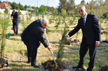 Şirvanda Ulu Öndər Heydər Əliyevin anadan olmasının 103 illiyinə həsr olunmuş ağacəkmə aksiyası keçirilib.